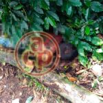 Asesinan a puñaladas a vaquero en un rancho de Tlaltetela