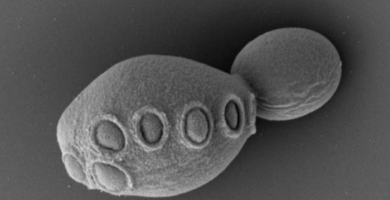 Crean una bacteria artificial que podría ser el futuro de la biotecnología