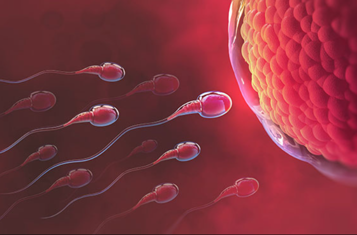 Descubren un gen perdido que podría explicar la infertilidad masculina