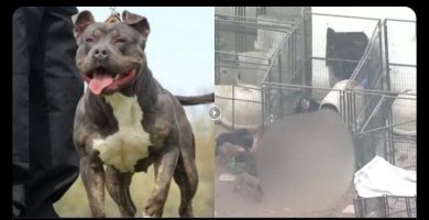 Hombre es mutilado hasta la muerte por sus propios perros pitbull en California