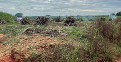 Aseguran que sequía afectará el 50% de cultivos en Veracruz